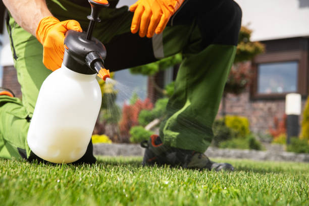 Best Wasp Removal Services  in Kirby, TX