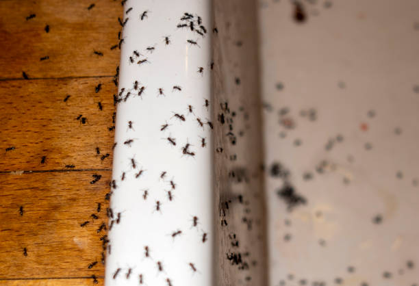 Best Emergency Pest Control  in Kirby, TX