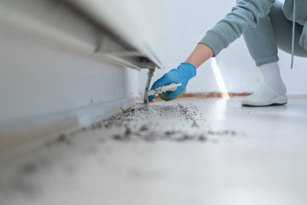 Best Local Pest Control Services  in Kirby, TX